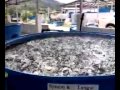 مزرعة أنتاج أحواض أسماك في ماليزيا.