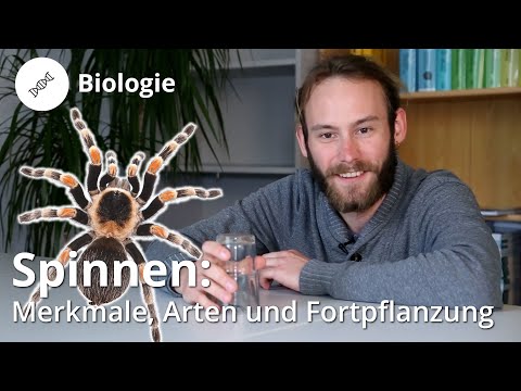 Video: Die interessantesten Fakten über Spinnen: Beschreibung, Arten und Merkmale