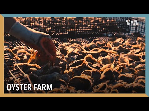 Oyster Farm - VOA Connect