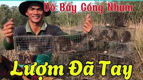 Tiếp Tục Trúng Mánh Chuột Cống Nhum #23 @KhuaMienTayVlog