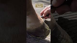 Protect Horse Hooves and Manage Moisture Balance with Farrier's Finish® #horse #hoof #equestrian