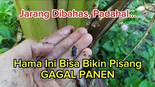 Penyebab Pohon Pisang Patah & Roboh Meskipun Sudah Berbuah | Hama Kumbang Penggerek Batang