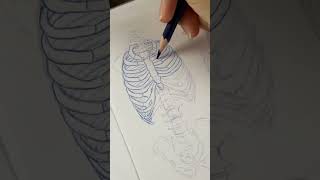 #ribcage #humanskeleton #sketching #sketchbook #sketches #smallartist #spine #artschool #artist