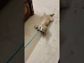 Rope #shortvideo #viral #goldenretriever #viralvideo #pets #trending #love #puppy #puppylove