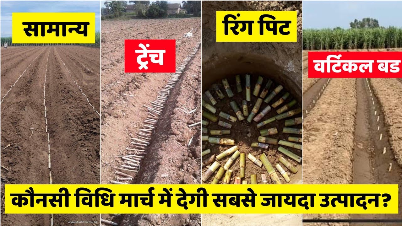 गन्ना बुवाई की कौनसी विधि मार्च में देगी सबसे ज्यादा उत्पादन / Ring pit, Vertical bud या Trench