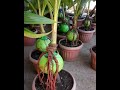 Diy coconut bonsai  madiskarteng eder
