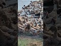 How Rural People Raise Ducks in Bangladesh
