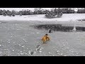 Brave Firefighter Saves Dog Stuck in Frozen Pond