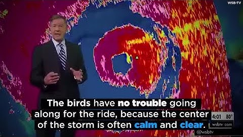 Radar Shows Birds Caught Flying in the Eye of Hurricane Matthew