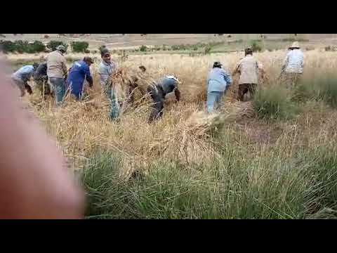 موسم الحصاد بجبال آيت وراين مغراوة تازة 2021