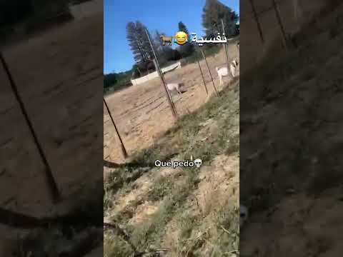 التيس النفسيه