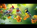Focus Boost рџ ЉпёЏрџ ЉпёЏрџ ЉпёЏ Birdsong Piano The Ultimate Workday Soundtrack Focus Boost рџ ЉпёЏрџ ЉпёЏрџ ЉпёЏ Birdsong Piano The Ultimate Workday Soundtrack