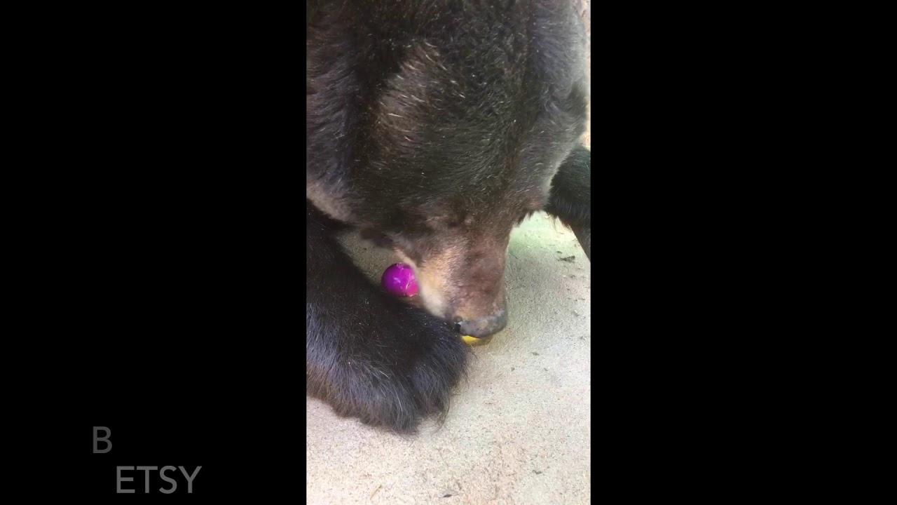 rescue dogs rock nyc TCWR Easter Eggtravaganza