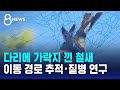 다리에 가락지 낀 철새…이동 경로 추적·질병 연구 / SBS 8뉴스