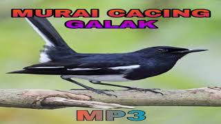 Suara Burung Murai Cacing Galak | Suara Pikat Murai Kampung | Sound Bird