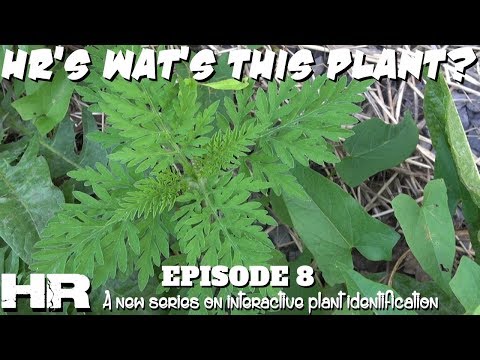 Video: Centaury Flower - Kaj je rastlina Centaury in informacije o rasti