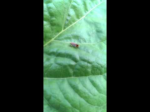 Video: Tau Tshem Ntawm Cov Hauv Paus Leafhoppers