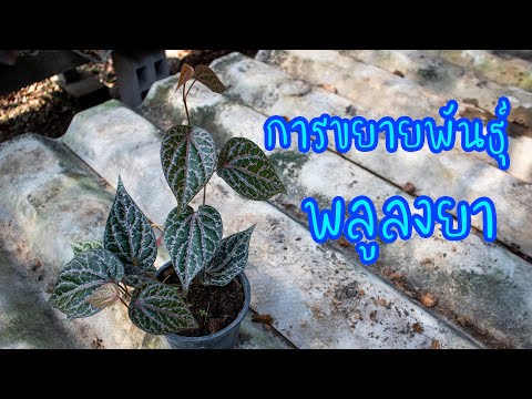 การขยายพันธุ์ พลูลงยา สวนลุงช้อย ไม้ประดับ