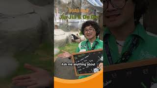 9GAG Q&A x @HKOceanPark Giant Pandas 🐼🐼 - Ask Your Questions Now!