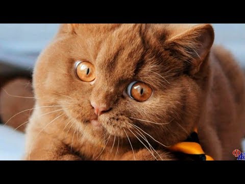 Удивительно красивые КОТЫ с шоколадной шубкой