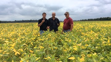 ILeVO vs. Untreated Test on Soybeans – Sidney, OH