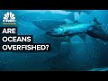 How The U.S. Went From Overfishing To Underfishing