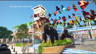 $10 million donation to San Antonio Zoo will create largest gorilla habitat in the country