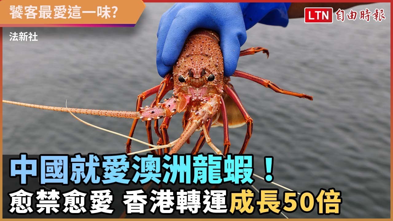 中國就愛澳洲龍蝦! 愈禁愈愛 香港轉運銷量漲50倍 中國就愛澳洲龍蝦! 愈禁愈愛 香港轉運銷量漲50倍