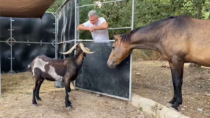 Quarantine Over for Alicia the Goat!
