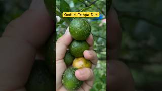 Limau Kasturi Pokok Tak Berduri #fruit #garden