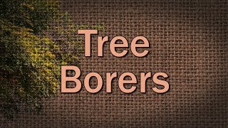 Tree Borers – Family Plot