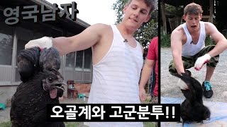 JUDO-CHOPPING A CHICKEN: Korean Farmer's Technique?!