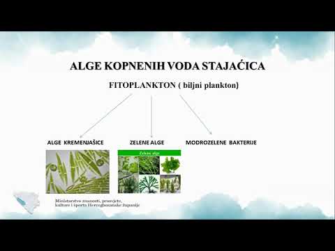 Video: Uvjeti za gutaciju u biljkama: kada se gutacija javlja i je li štetna