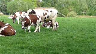Download Lagu Reuzegrote stier bij normale koe in Lippelo - Giant bull with normal cow in Lippelo MP3