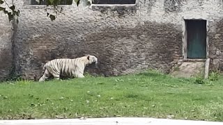 WHITE TIGER  - THE LORD OF THE JUNGLE