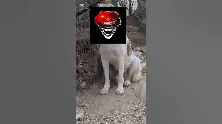 sigma dog angry dog 💀🐶powerfull dog shorts funny #youtubeshorts