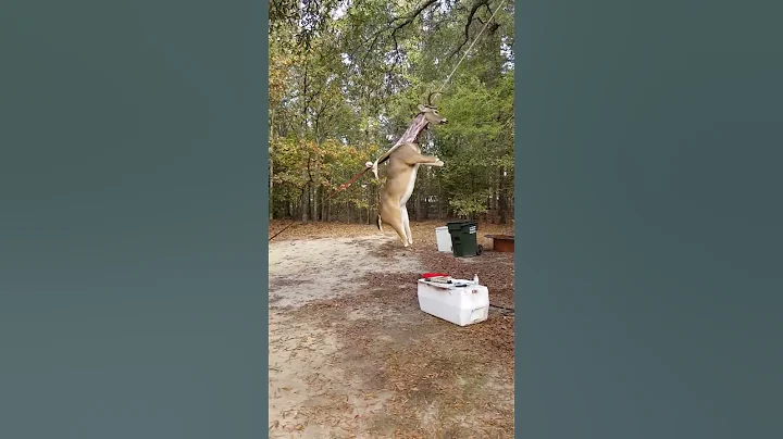 How to skin a deer the redneck way - DayDayNews