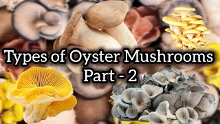 Types of Oyster Mushrooms Part-2 | V6 | #mushroom #farming #businessideas #training #easy #earning