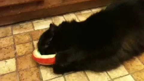 Seabean w/Yeowww! rainbow