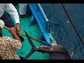 台灣東部戰浪漁人_陳永福船長_捕捉雨傘旗魚_traditional harpoon to catch the sailfish in East coast Taiwan