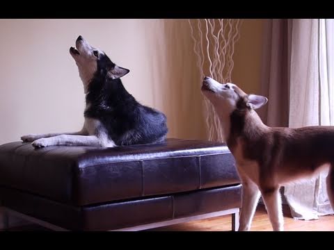 2 TALKING DOGS ARGUE - Mishka & Laika