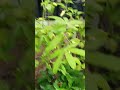 Pohon Cabai Subur #gardening #farming #shortvideo
