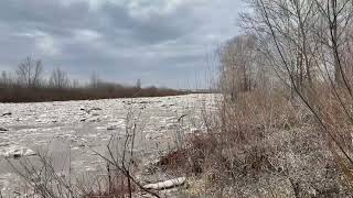 Лёд пошел ледоход на р Илек Чингирлауский район 