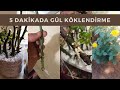 5 DAKİKADA GÜL KÖKLENDİRME !