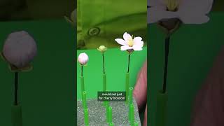 DIY Edible Flowers... 🌸