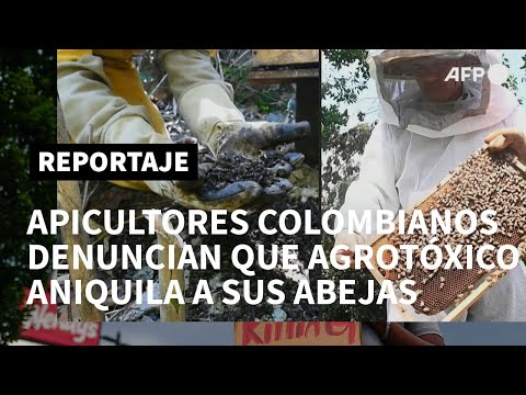 Apicultores colombianos denuncian que un agrotóxico está aniquilando sus abejas | AFP