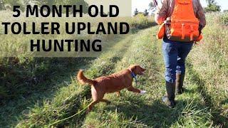 5 Month Toller Upland Hunting Training