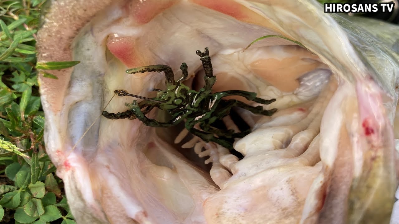 【100均】セリアのあつまれ昆虫大集合！でブラックバスを捕獲してみた　そのまま使えて初心者でも簡単に釣れるルアー？　in 五三川　＃39