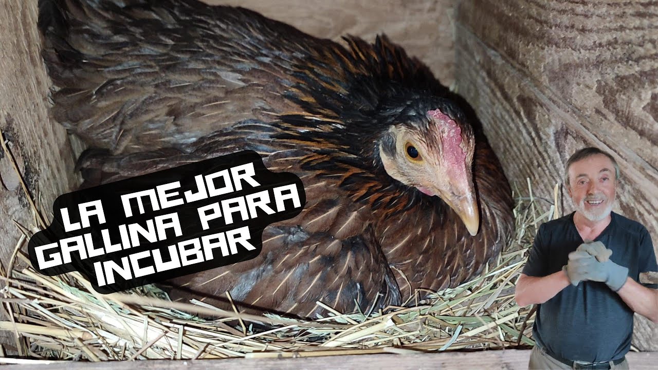 Cómo INCUBAR HUEVOS sin utilizar incubadora - YouTube