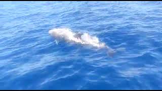 Manada de delfines a toda velocidad por la costa de Sant Miquel, Ibiza